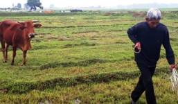 Vụ trâu bò phải 'cõng' phí gặm cỏ: Chủ tịch xã bị kiểm điểm rút kinh nghiệm