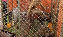 4 động vật hoang dã bị nuôi nhốt được thả về rừng ở Hà Tĩnh