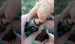 Bắt được một loài cá kỳ lạ có bộ răng 'giống như con người'