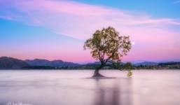 Những cái cây cô độc nhất hành tinh: Vẻ đẹp của sự lẻ loi khiến chúng trở nên nổi tiếng