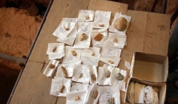 Phát hiện hóa thạch răng sữa cách đây hơn 560.000 năm