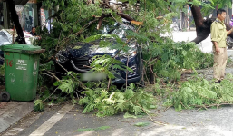 Hà Nội: Ô tô đang đỗ yên lành ven đường thì bị nguyên cây phượng lớn đổ trúng