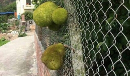 Chết cười với những thảm họa trái cây gốc nhà mình, quả lại mời hàng xóm xơi khiến khổ chủ phải đóng vai 'người phán xử'