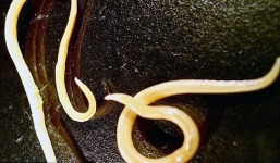 Sinh vật cổ đại 42.000 tuổi này bất ngờ 'sống' lại dưới bàn tay nhà khoa học Nga