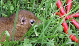 Loài vật này ăn cay gấp vạn lần con người, nhưng bí quyết của nó thật... không công bằng!