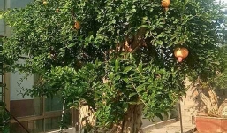 Cây 'lựu hoàng đế' 600 năm tuổi, khách trả giá 10 tỷ đồng không bán