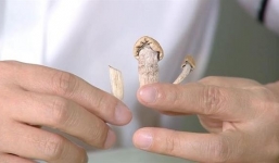 Bộ Công an xác minh 'nấm ảo giác' chứa chất ma túy xuất hiện tại Việt Nam