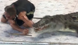 Tai nạn thảm khốc trong buổi biểu diễn với cá sấu tại Thái Lan