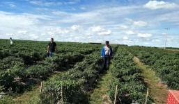 Trồng ớt thu vài trăm tỷ, bầu Đức vẫn phải chịu lỗ ròng 14 tỷ đồng