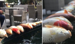 Hình ảnh đàn cá cảnh đắt tiền nằm xếp hàng ngay ngắn trên thành bể khiến dân mạng xôn xao, tiếc tiền thay cho khổ chủ