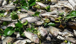 Gần 1 tấn cá chết nổi trắng hồ, người dân Đà Nẵng khổ sở vì mùi hôi