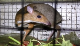 Nhiều thú rừng quý hiếm trong quán nhậu ở Đồng Nai được giải cứu