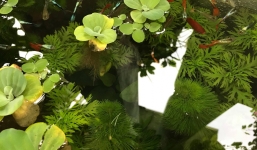 Góc khéo tay hay làm: Chán bể kính đắt tiền, thanh niên setup thùng xốp thủy sinh vừa chất lừ vừa tiết kiệm