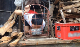 Xuất hiện nhiều thanh thiếu niên chui vào chuồng, ăn thức ăn động vật để quay clip đăng Youtube kiếm view