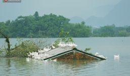 Những ngày lênh đênh ở Chương Mỹ: Trâu bò lặn ngụp, vịt trèo lên những mái nhà khi nước dâng đến tận nóc