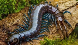 Hai mẹ con bị giun phổi chuột tấn công vì nuôi rết sống chữa bệnh