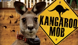 Hàng nghìn con kangaroo tràn ra đường ở thủ đô Úc tìm thức ăn vì quá đói