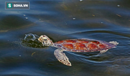 Tìm ra nguyên nhân khiến gần 300 con rùa biển chết hàng loạt tại bờ biển Florida