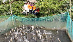Cần Thơ kêu gọi đầu tư cáp treo 1.500 tỷ đồng qua cồn 'cá lóc bay'