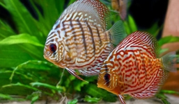 Cá cảnh “ngũ sắc thần tiên” giá tiền triệu, muốn mua phải xếp hàng dài chờ đợi