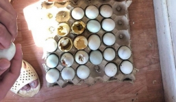 Mua trứng vịt lộn về dự trữ, anh chàng bộ đội hải quân tự dưng có thêm 6 'đồng đội nhí' làm bạn những ngày ở đảo