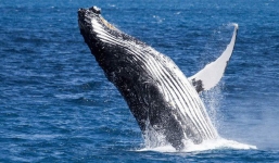 Bí ẩn tiếng hát của cá voi lưng gù cuối cùng đã có lời giải mã rồi