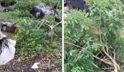 Vườn nhãn sắp đến ngày thu hoạch bị kẻ gian chặt phá trong đêm