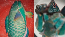 Cư dân mạng tiếc nuối nhìn chú cá lạ màu xanh đẹp long lanh nhưng vẫn bị vào nồi