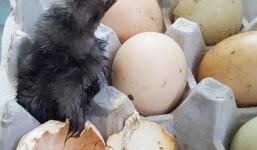 Trứng tự nở thành gà trong đợt nắng nóng kỷ lục ở Hàn Quốc