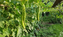 Choáng ngợp trước vườn rau sạch rộng 600m² với đủ rau trái Việt của bà mẹ trẻ ở nước ngoài