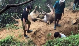 Xót xa 8 con trâu của người dân Hà Giang bị sét đánh chết