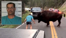 Quấy rối bò rừng ở công viên quốc gia, người đàn ông Mỹ đối mặt với án tù