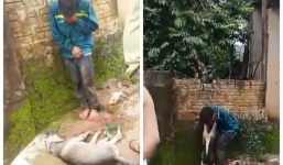 Thanh Hóa: Cẩu tặc bị dân đánh hội đồng, treo chó vào cổ