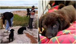 7 chú cún con bị bỏ rơi tại hoang đảo được giải cứu