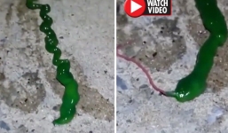 Phát hiện sinh vật 'ngoài hành tinh' tự cắt lưỡi gây sốc