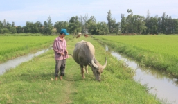 Chuyện lạ ở Quảng Bình: Muốn cho trâu bò ra đồng ăn cỏ phải nộp phí