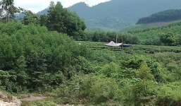 Tá hỏa phát hiện thi thể người đàn ông trên đồi chè