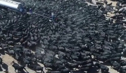 Úc: Đàn bò hàng trăm con bao vây tấn công một xe tải chở nước do quá khát trong đợt hạn hán kéo dài