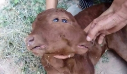 Kỳ lạ bê đột biến gen có 2 mặt, 2 tai, 2 miệng tại Trung Quốc