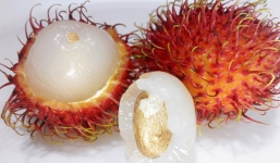 Hạt chôm chôm - Lại thêm 1 hung thần khiến bé trai 7 tuổi hóc nghẹn và mất mạng