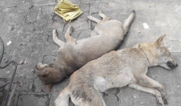 Cô gái nghi trộm chó bị túm tóc đánh không thương tiếc