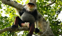 Quảng Nam tính mua đất rừng sản xuất của dân để cứu đàn voọc chà vá chân xám