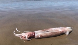 Mực khổng lồ dài hơn 3 mét dạt vào bờ gây xôn xao