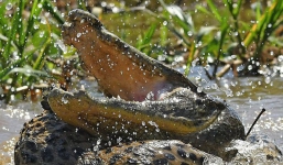 24h qua ảnh: Cuộc tử chiến giữa báo đốm và cá sấu khổng lồ