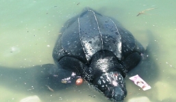 Rùa quý hiếm 300kg mắc lưới ngư dân Lý Sơn