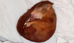 Đức: Thanh niên bị chú sóc con truy đuổi, sợ quá phải gọi cảnh sát đến cứu