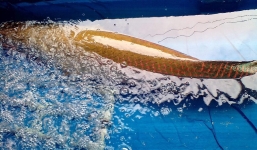 Được trả 22 triệu đồng không bán, ngư dân Tây Ninh mang cá “khủng” nặng 30kg xẻ thịt bán rẻ bèo