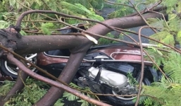 2 người đi xe máy trên đường Sài Gòn, bị cây phượng gãy đè trọng thương