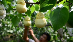 24h qua ảnh: Nông dân trồng lê hình Phật độc đáo ở Trung Quốc