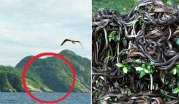 Hòn đảo nguy hiểm bậc nhất thế giới, cấm con người đặt chân lên tại Brazil: 1 mét vuông 5 con rắn
